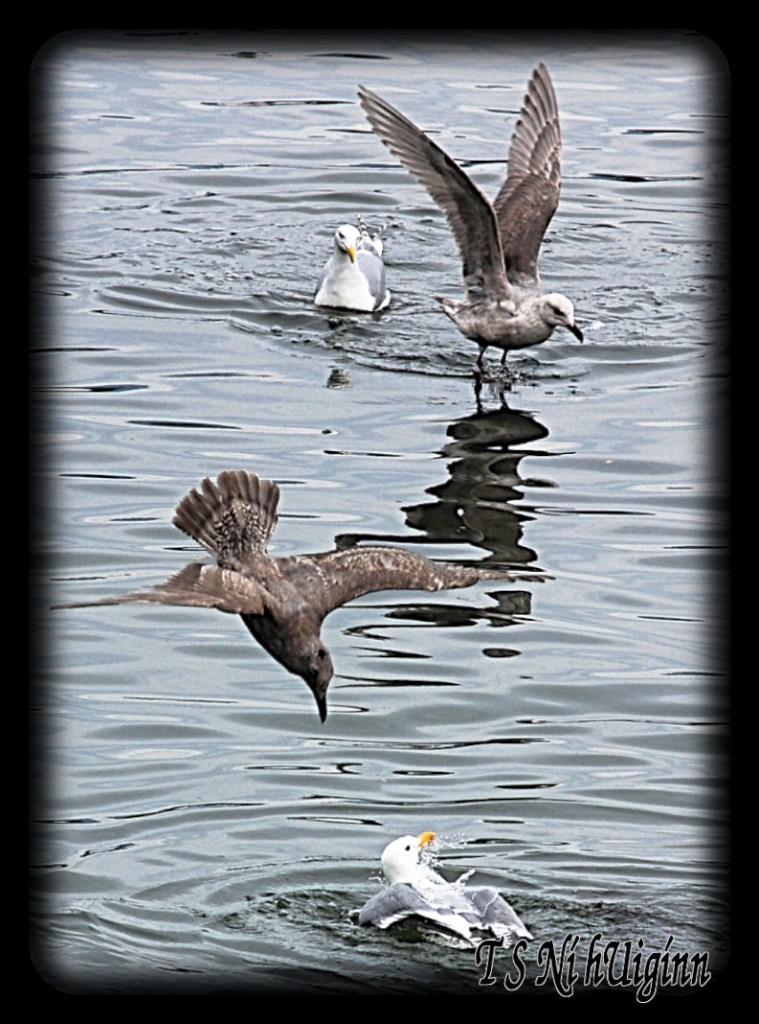 Seagulls diving for starfish in the Salish Sea taken with Olympus Evolt E-300 by Coastal Salish Photographer TS Ni hUiginn