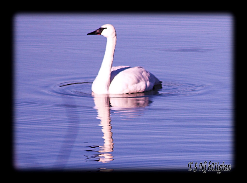 Photograph of an Adult Wild Swan taken by T S Ni hUiggin on the Salish Sea.