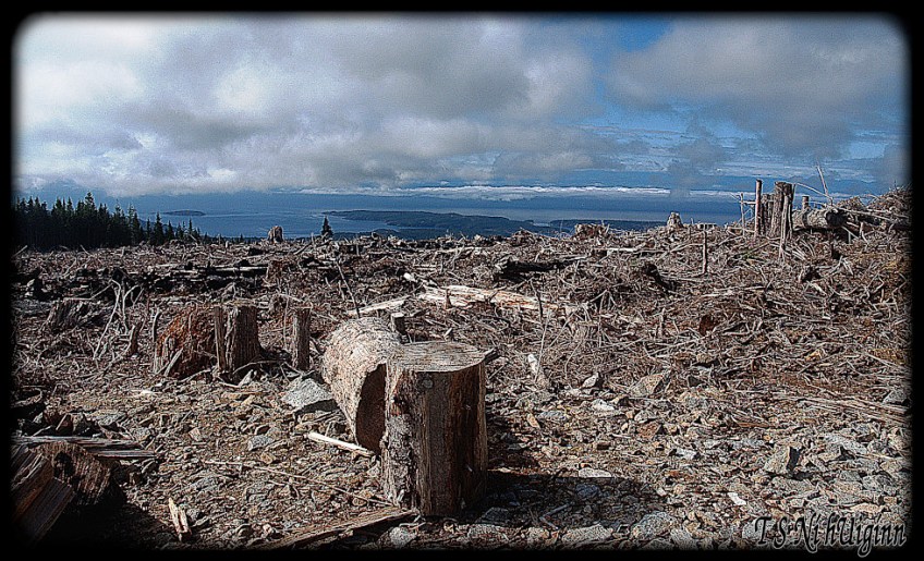 A photograph taken of the horizon on a clear cut by TS Ni hUiginn of the view down a mountain from a clear cut.