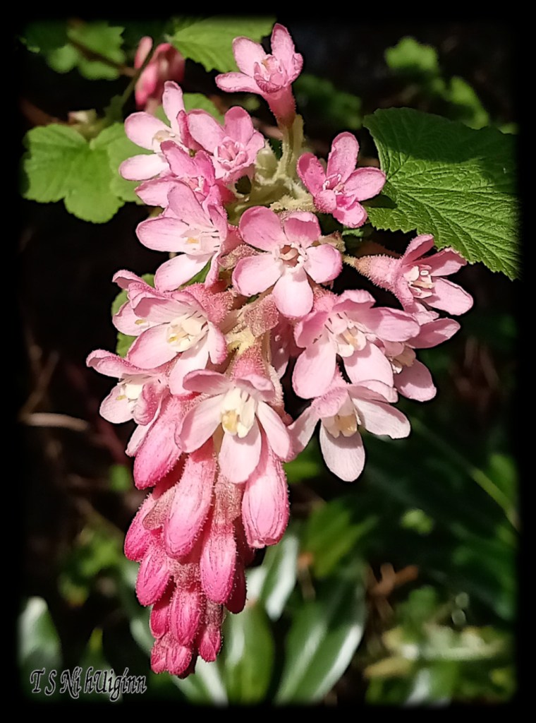 Pink Currant Blossoms taken by Salish photographer TS Ni hUiginn
