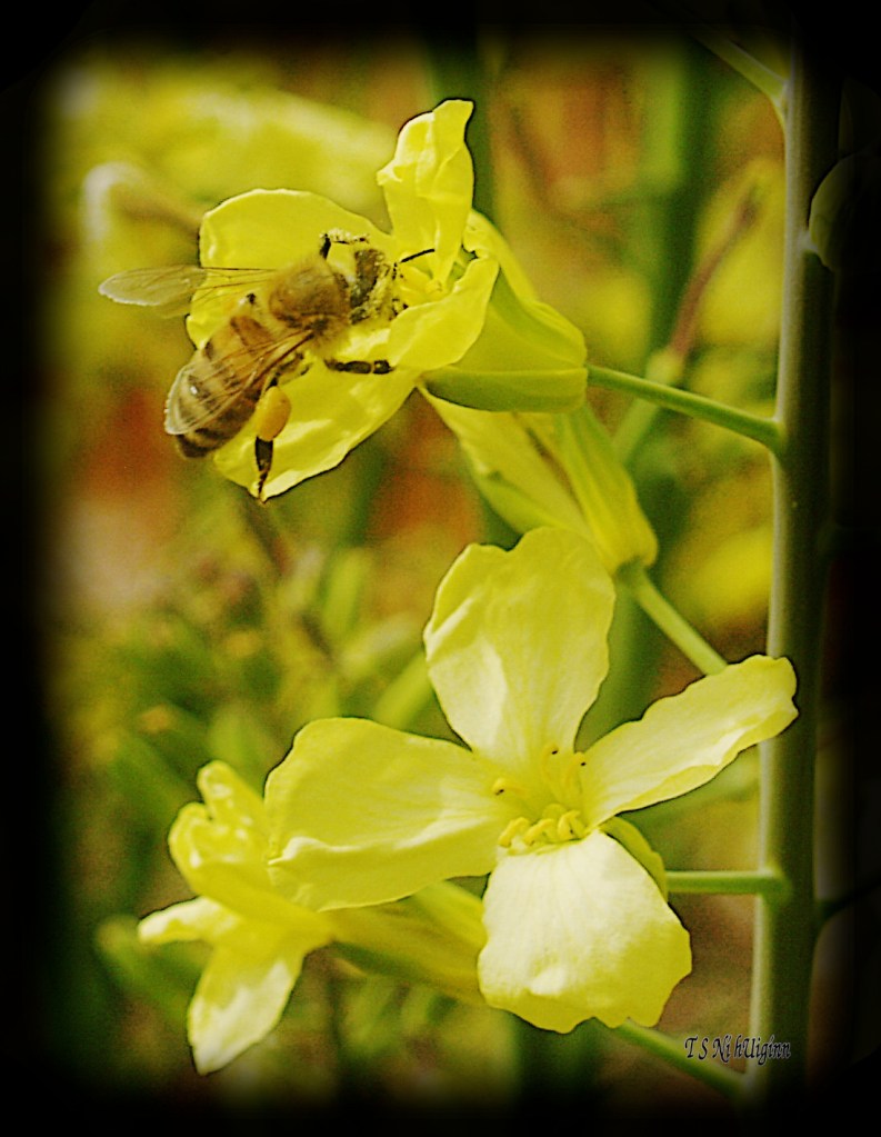 Bee feeding on blossom photograph taken by TS Ni hUiginn