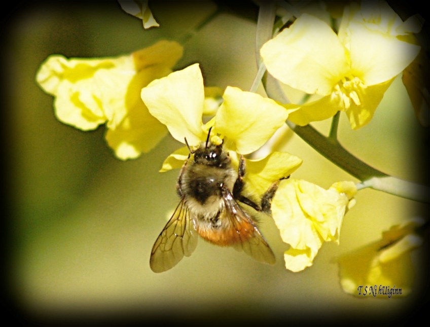 Bee feeding on blossom photograph taken by TS Ni hUiginn