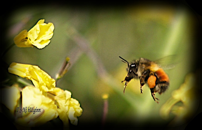 Bee feeding on blossom photograph taken by TS Ni hUiginn