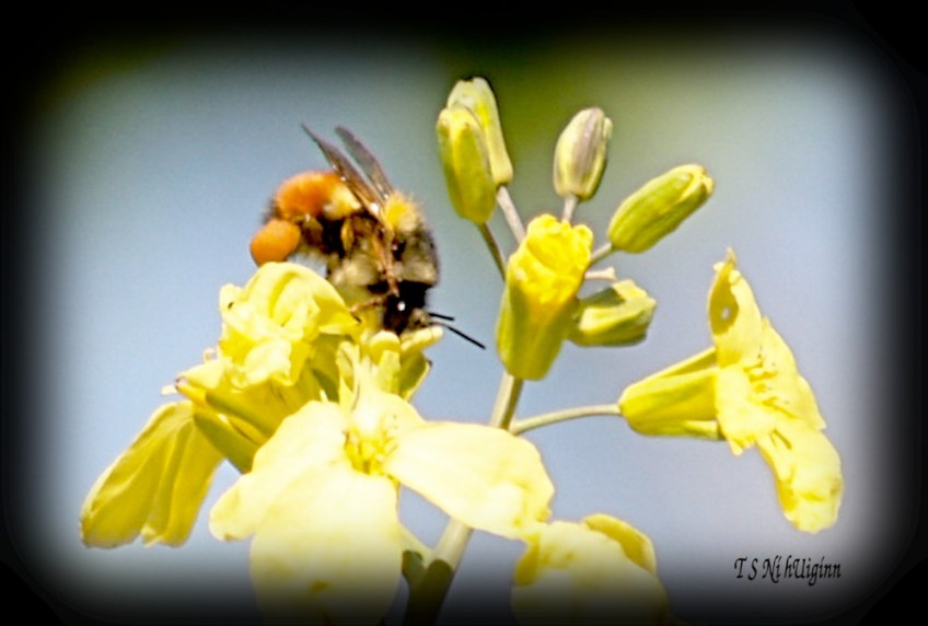Bee feeding on blossom photograph taken by TS Ni hUiginn