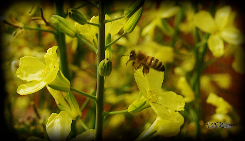 Bee feeding on blossom photograph taken by TS Ni hUiginn