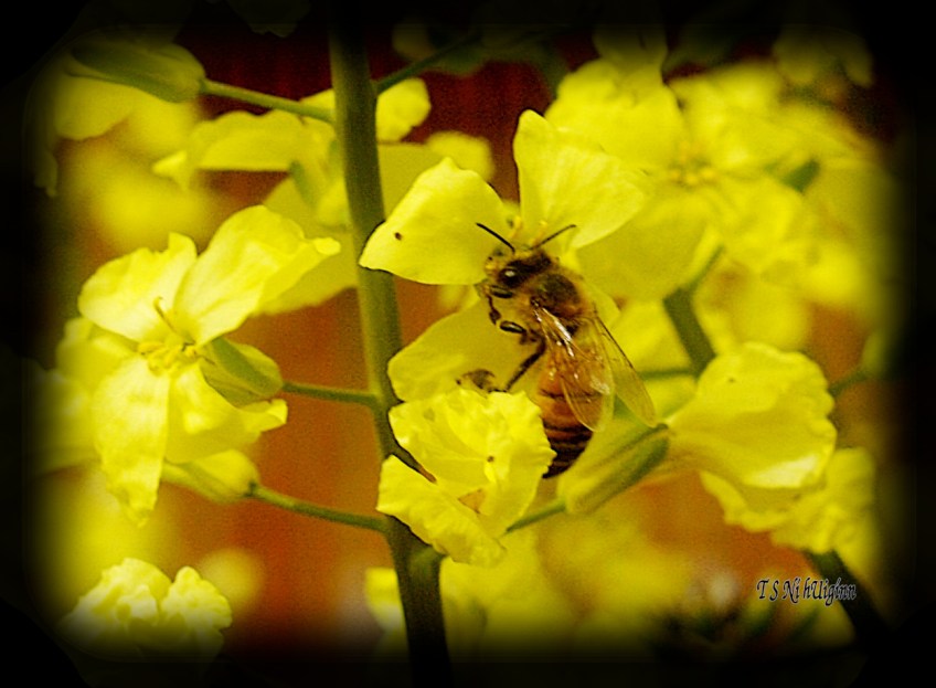 Bee feeding on blossom photograph taken by TS Ni hUiginn