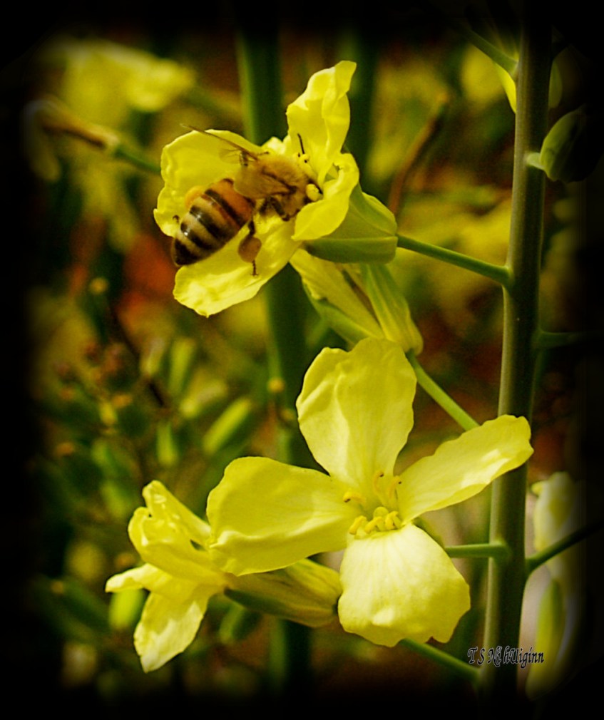 Bee feeding on blossom photograph taken by TS Ni hUiginn
