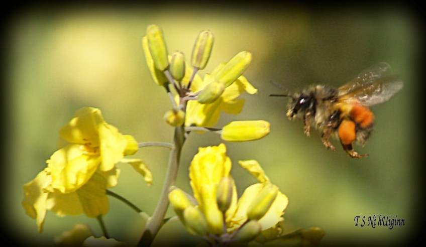 Bee feeding on blossom photograph taken by TS Ni hUiginn