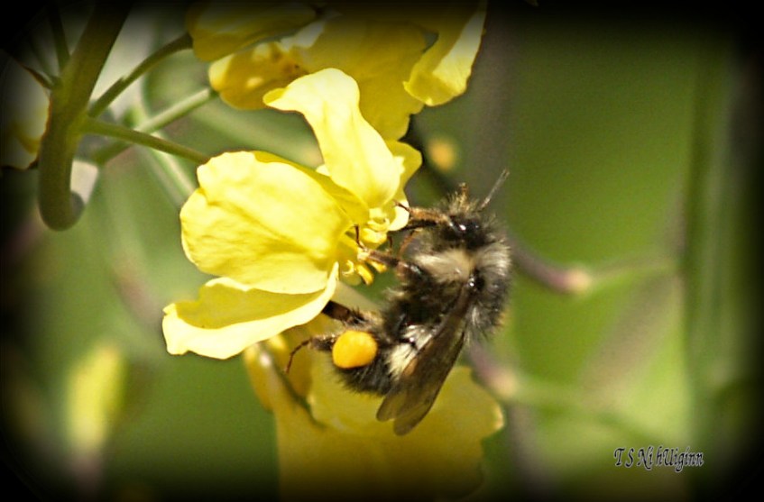Bee feeding on blossom photograph taken by TS Ni hUiginn