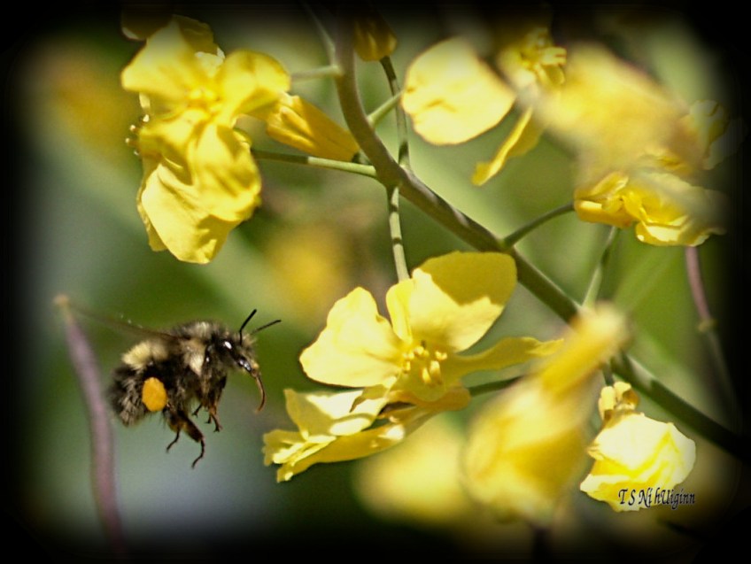 Bee feeding on blossom photograph taken by TS Ni hUiginn