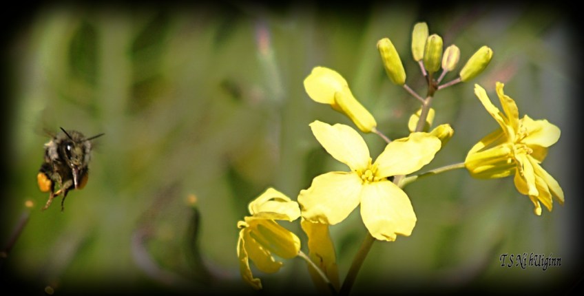 Bee feeding on blossom photograph taken by TS Ni hUiginn