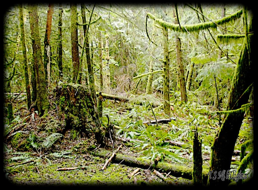 Deep in the Forest taken with Olympus Evolt E-300 by Coastal Salish Photographer TS Ni hUiginn