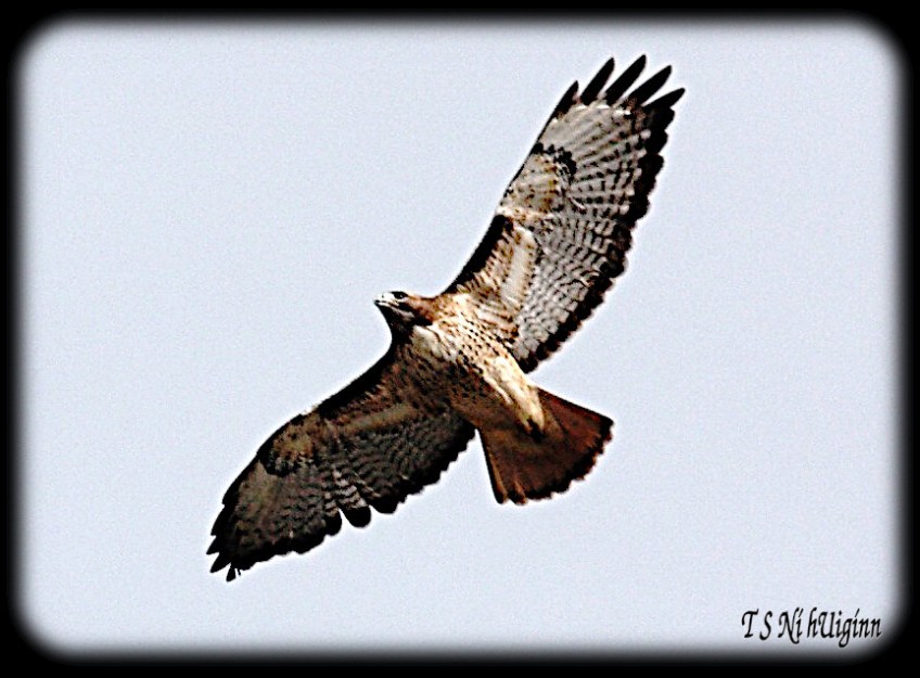Flying Hawk taken with Olympus Evolt E-300 by Coastal Salish Photographer TS Ni hUiginn