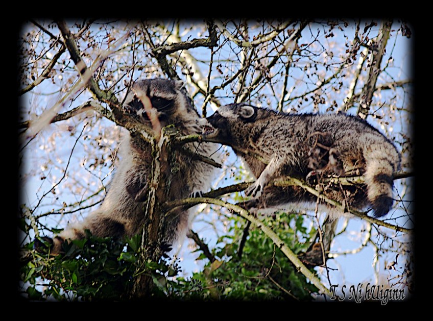 Raccoons fighting in a Tree taken with Olympus Evolt E-300 by Coastal Salish Photographer TS Ni hUiginn