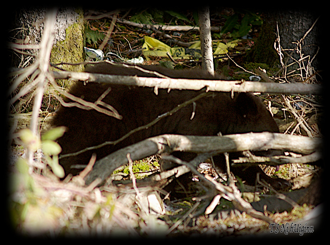 Black Bear Cub in the Bush taken with Olympus Evolt E-300 by Coastal Salish Photographer TS Ni hUiginn.