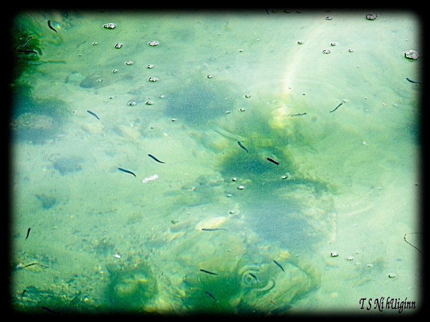 Fish in ocean taken by Salish photographer TS Ni hUiginn!