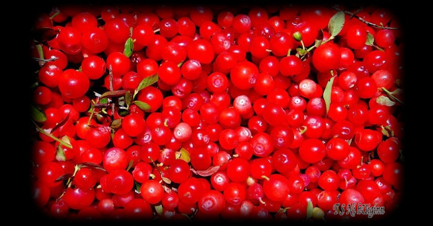 Huckleberries taken with Olympus Evolt E-300 by Coastal Salish Photographer TS Ni hUiginn