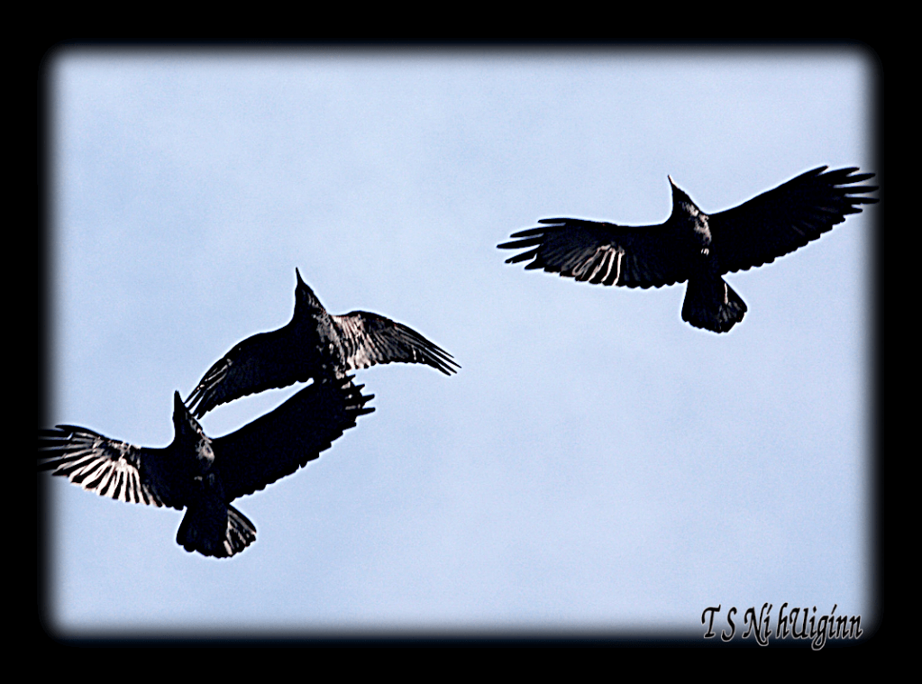 Flying Ravens