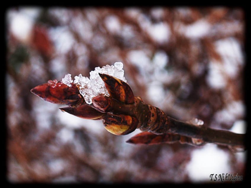 Melting snow taken by Salish photographer TS Ni hUiginn!