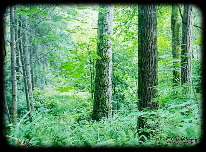 Deep in the Forest taken with Olympus Evolt E-300 by Coastal Salish Photographer TS Ni hUiginn