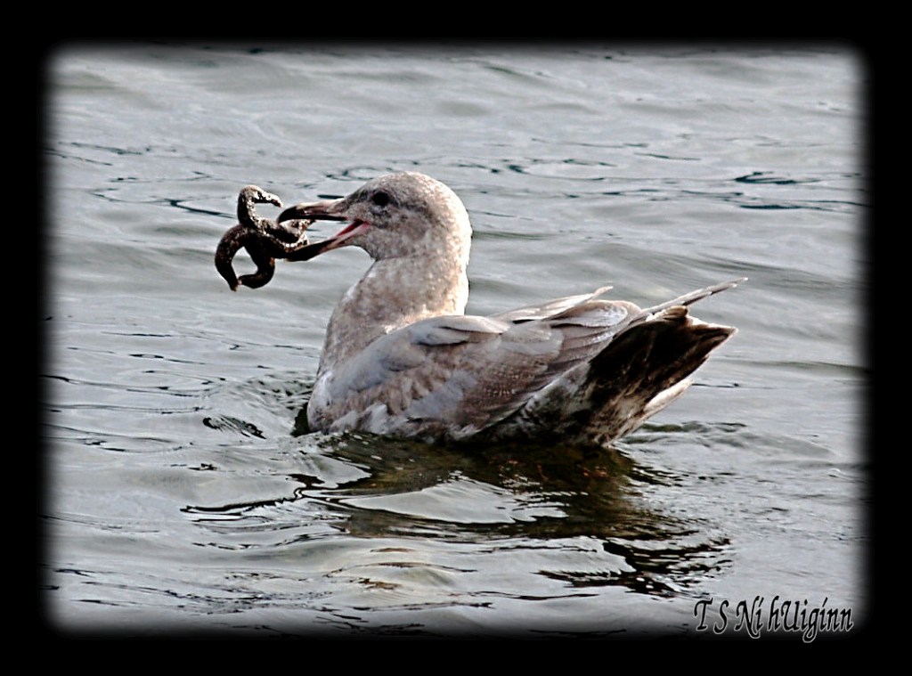 Seagull with a Starfish taken with Olympus Evolt E-300 by Coastal Salish Photographer TS Ni hUiginn