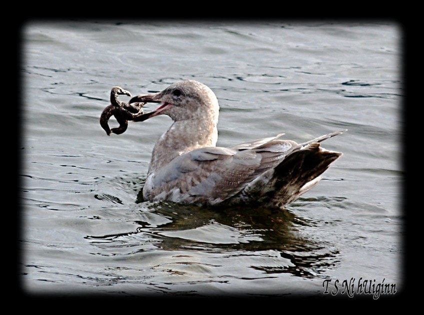 Seagull with a Starfish taken with Olympus Evolt E-300 by Coastal Salish Photographer TS Ni hUiginn