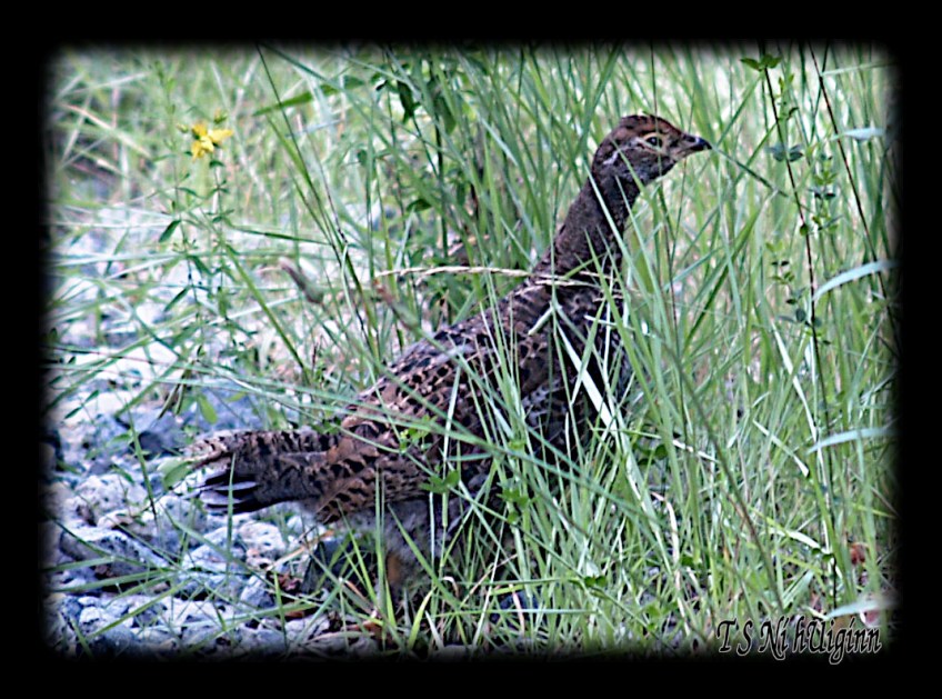Grouse taken with Olympus Evolt E-300 by Coastal Salish Photographer TS Ni hUiginn