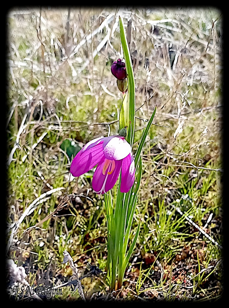 Purple Blossoms taken by Salish photographer TS Ni hUiginn