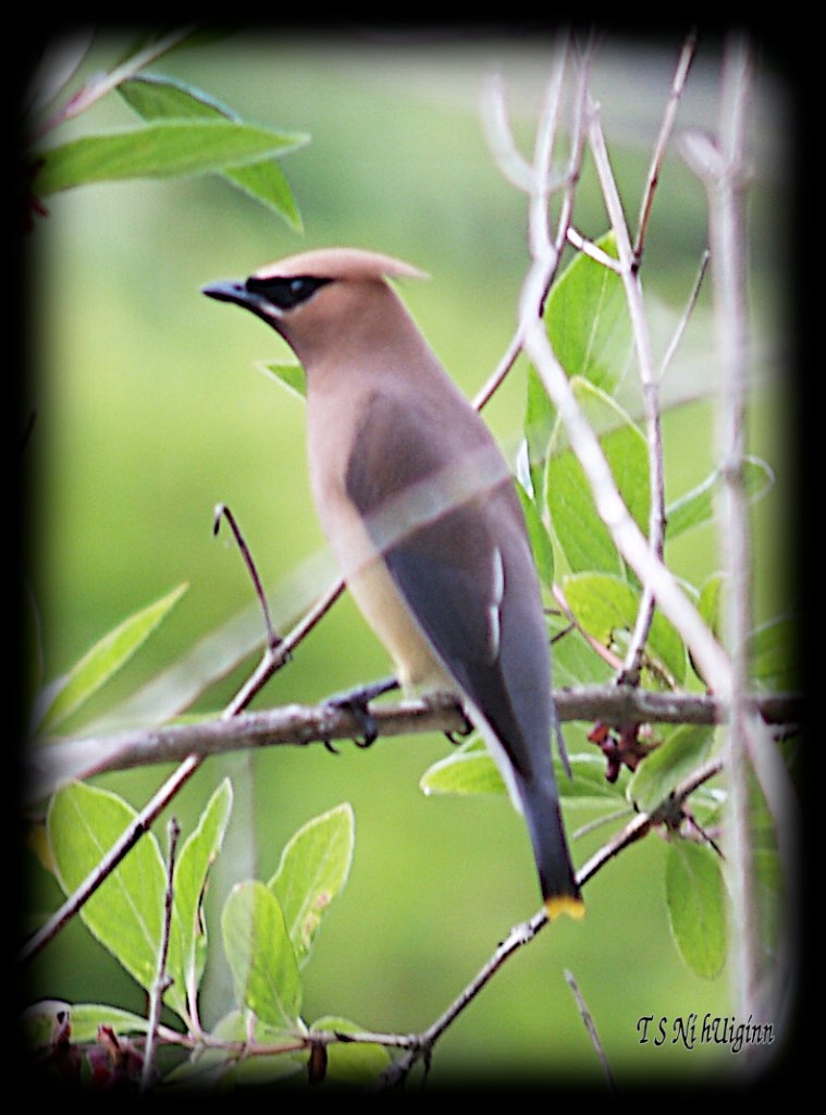 Waxwing taken with Olympus Evolt E-300 by Coastal Salish Photographer TS Ni hUiginn.