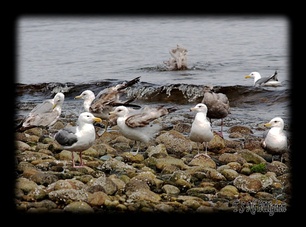 Seagulls bathing in the Salish Sea taken with Olympus Evolt E-300 by Coastal Salish Photographer TS Ni hUiginn