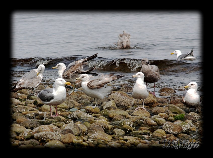 Seagulls bathing in the Salish Sea taken with Olympus Evolt E-300 by Coastal Salish Photographer TS Ni hUiginn