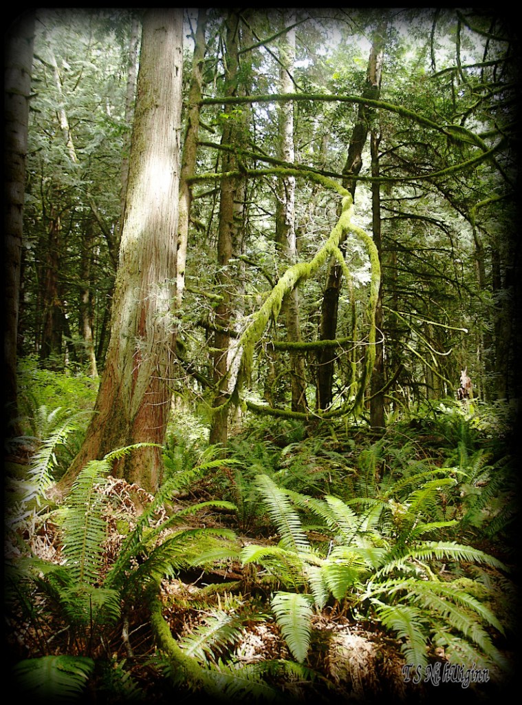 In the Forest taken with Olympus Evolt E-300 by Coastal Salish Photographer TS Ni hUiginn