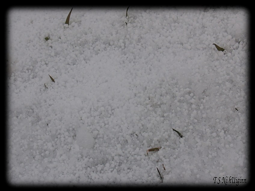 Fresh fallen hail taken by Salish photographer TS Ni hUiginn!
