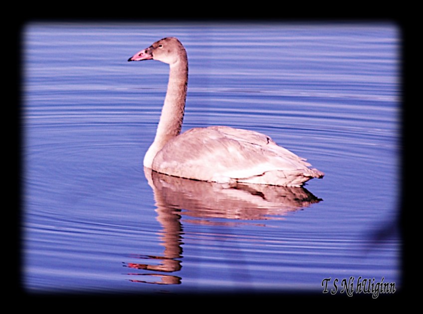 Photograph of an Adolescent Wild Swan taken by T S Ni hUiginn on the Salish Sea.
