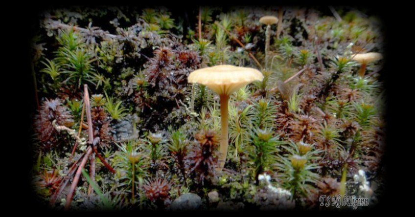 Mushrooms taken with Olympus Evolt E-300 by Coastal Salish Photographer TS Ni hUiginn