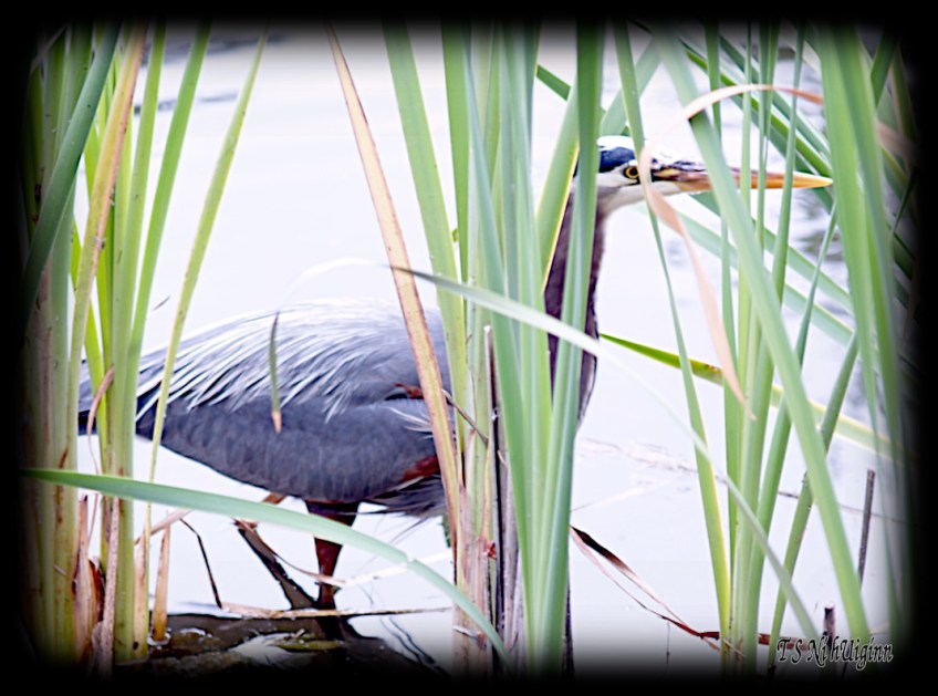 Great Blue Heron taken with Olympus Evolt E-300 by Coastal Salish Photographer TS Ni hUiginn