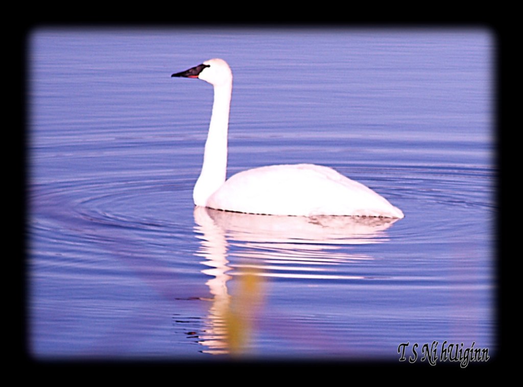 Photograph of an Adult Wild Swan taken by T S Ni hUiggin on the Salish Sea.