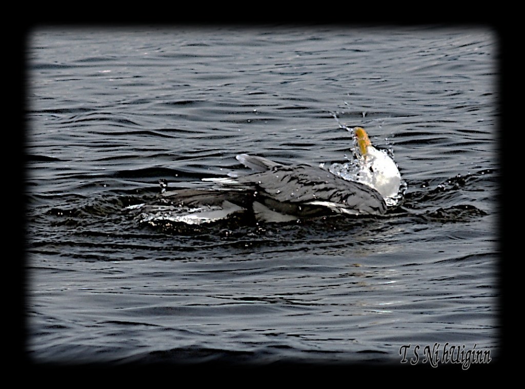 Seagull splashing in the Salish Sea taken with Olympus Evolt E-300 by Coastal Salish Photographer TS Ni hUiginn