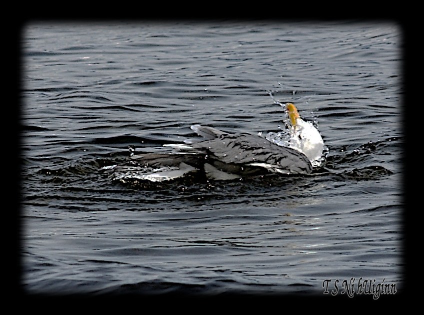 Seagull splashing in the Salish Sea taken with Olympus Evolt E-300 by Coastal Salish Photographer TS Ni hUiginn