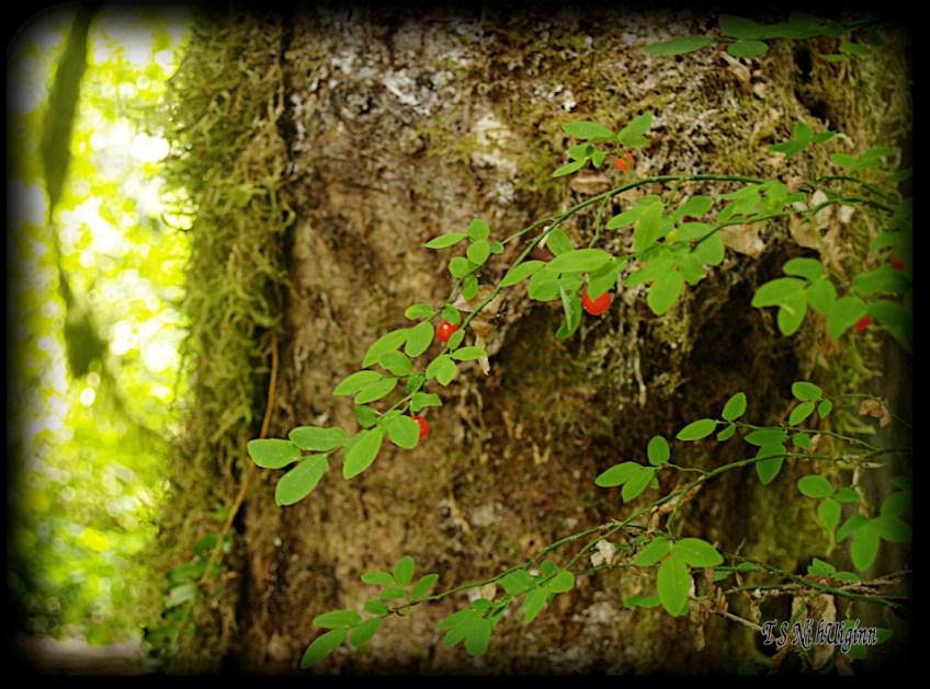 Huckleberries taken with Olympus Evolt E-300 by Coastal Salish Photographer TS Ni hUiginn
