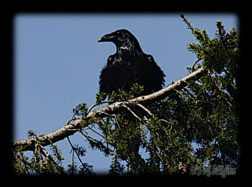 Raven Perched on Fir Tree