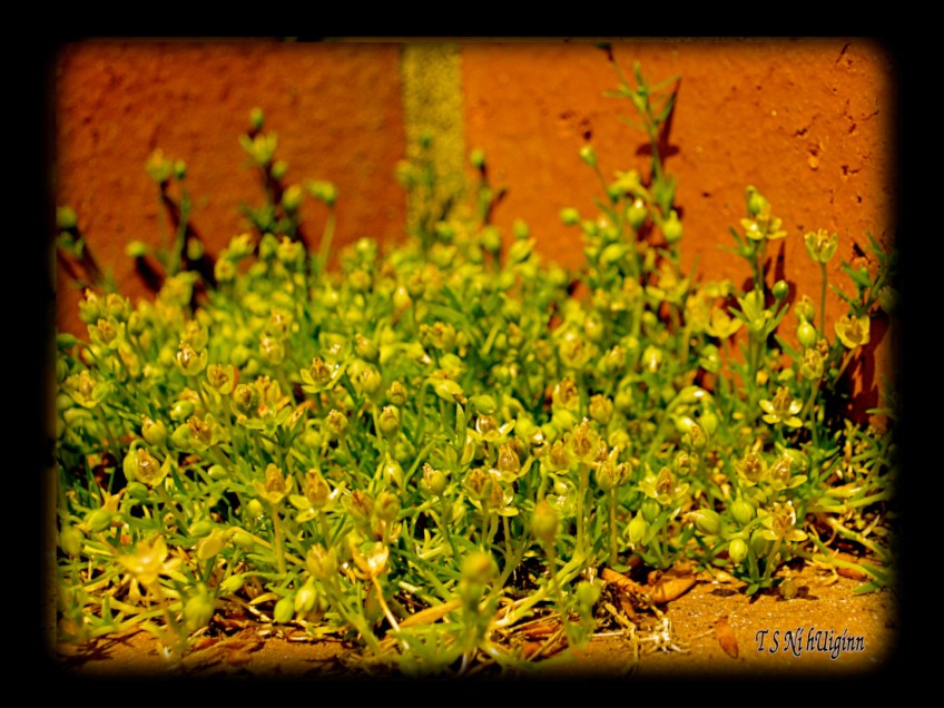Chickweed taken with Olympus Evolt E-300 by Coastal Salish Photographer TS Ni hUiginn.