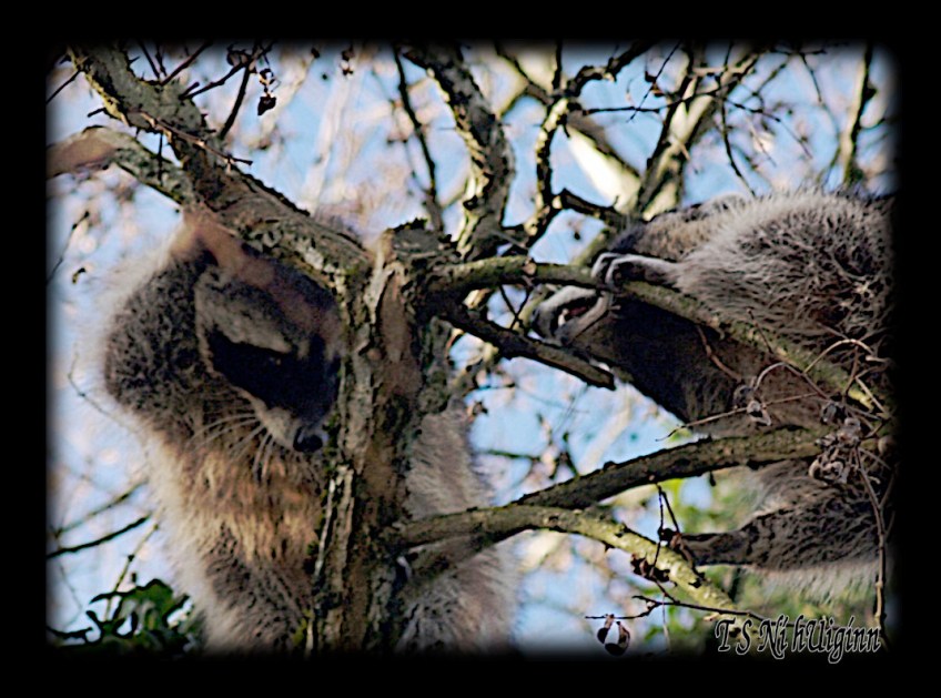 Raccoons fighting in a Tree taken with Olympus Evolt E-300 by Coastal Salish Photographer TS Ni hUiginn