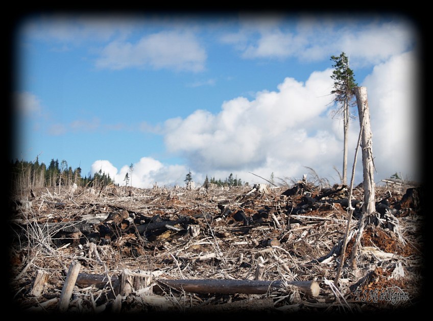 Trees on a Mountain Top taken with an Olympus Evolt E-300 by Coastal Salish Photographer TS Ni hUiginn.