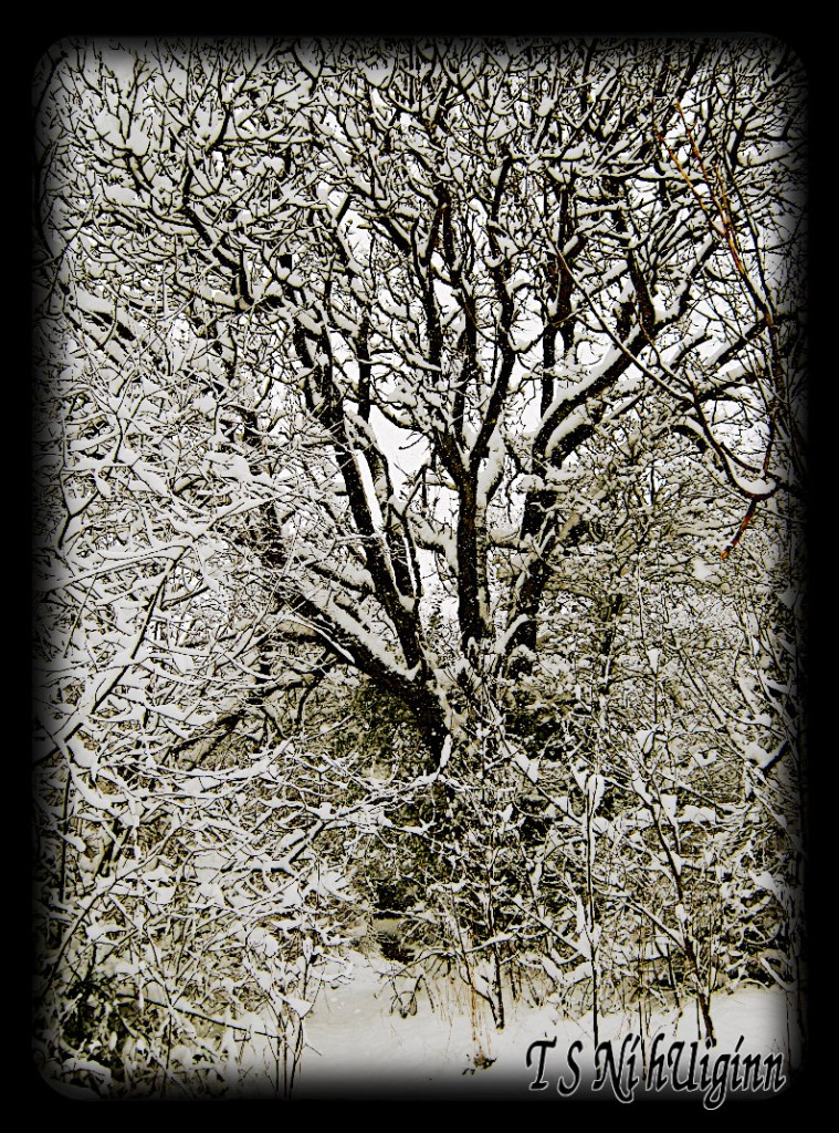 A snow covered tree taken by Salish photographer TS Ni hUiginn.