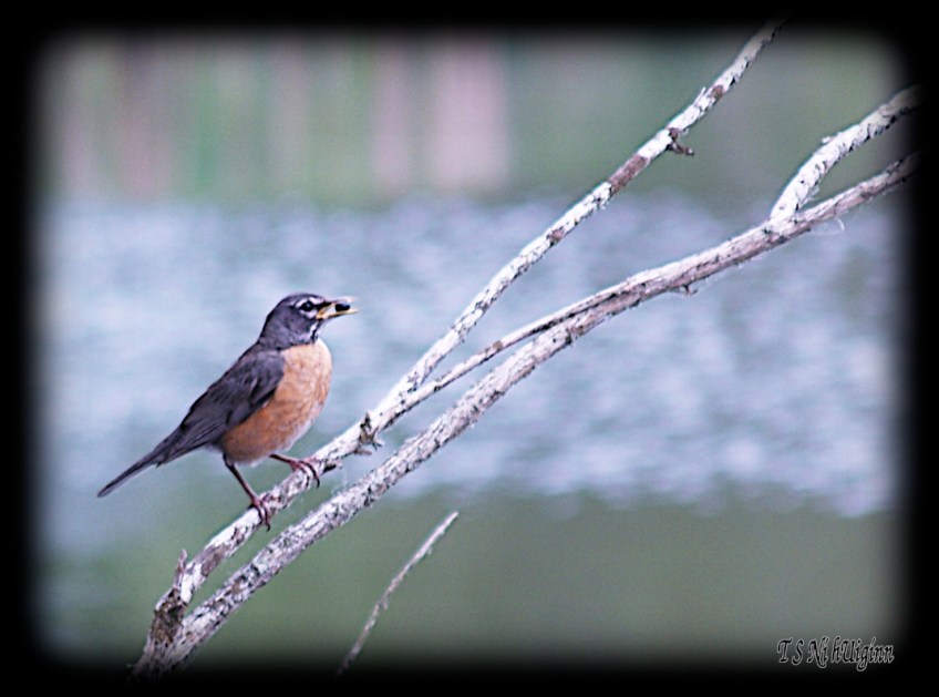 Robin with a berry on a branch taken with Olympus Evolt E-300 by Coastal Salish Photographer TS Ni hUiginn