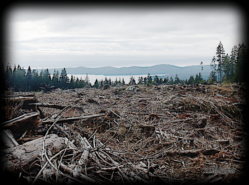 Photograph of Vancouver Island taken from a mountain top clear cut from the Sunshine Coast BC with Olympus Evolt E-300 by Coastal Salish Photographer TS Ni hUiginn