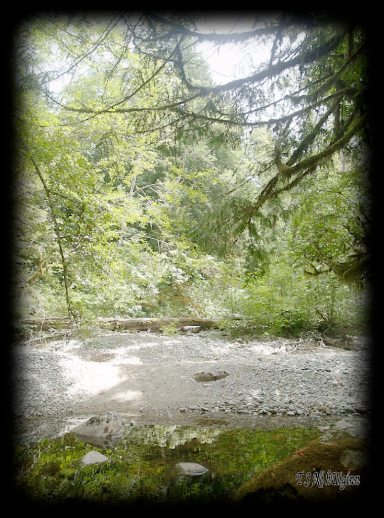 Creek in the forest taken with Olympus Evolt E-300 by Coastal Salish Photographer TS Ni hUiginn