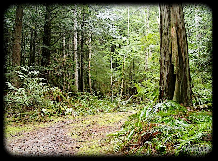 Deep in the Forest taken with Olympus Evolt E-300 by Coastal Salish Photographer TS Ni hUiginn