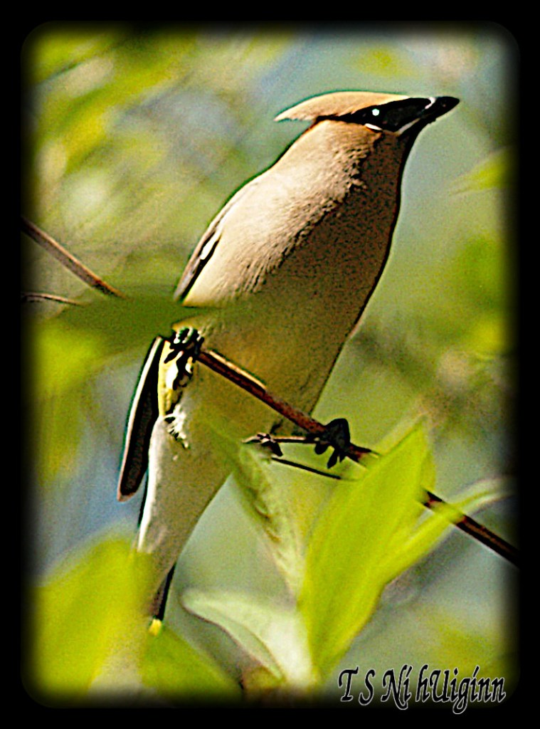 Cedar Waxwing (Bombycilla cedrorum) perched on a branch.